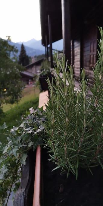 La Maison De Carmen Aosta Luaran gambar